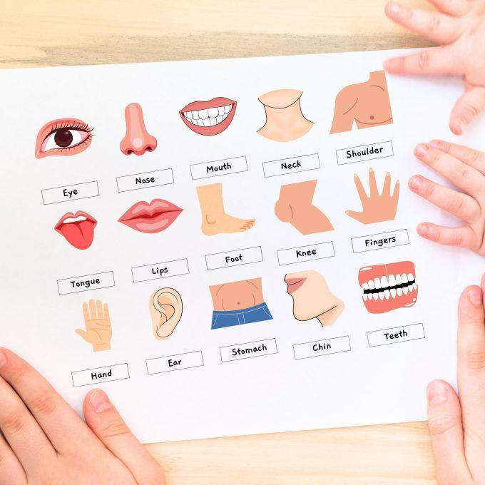 Project Stickers for Kids Project Pack Of 4 Sheets – Shapes And Body ...