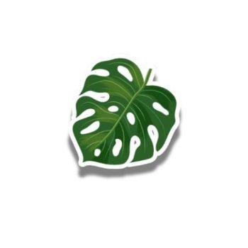 Monstera leaf Sticker